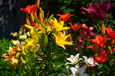 Prevent Root Rot Disease In Your Garden Image